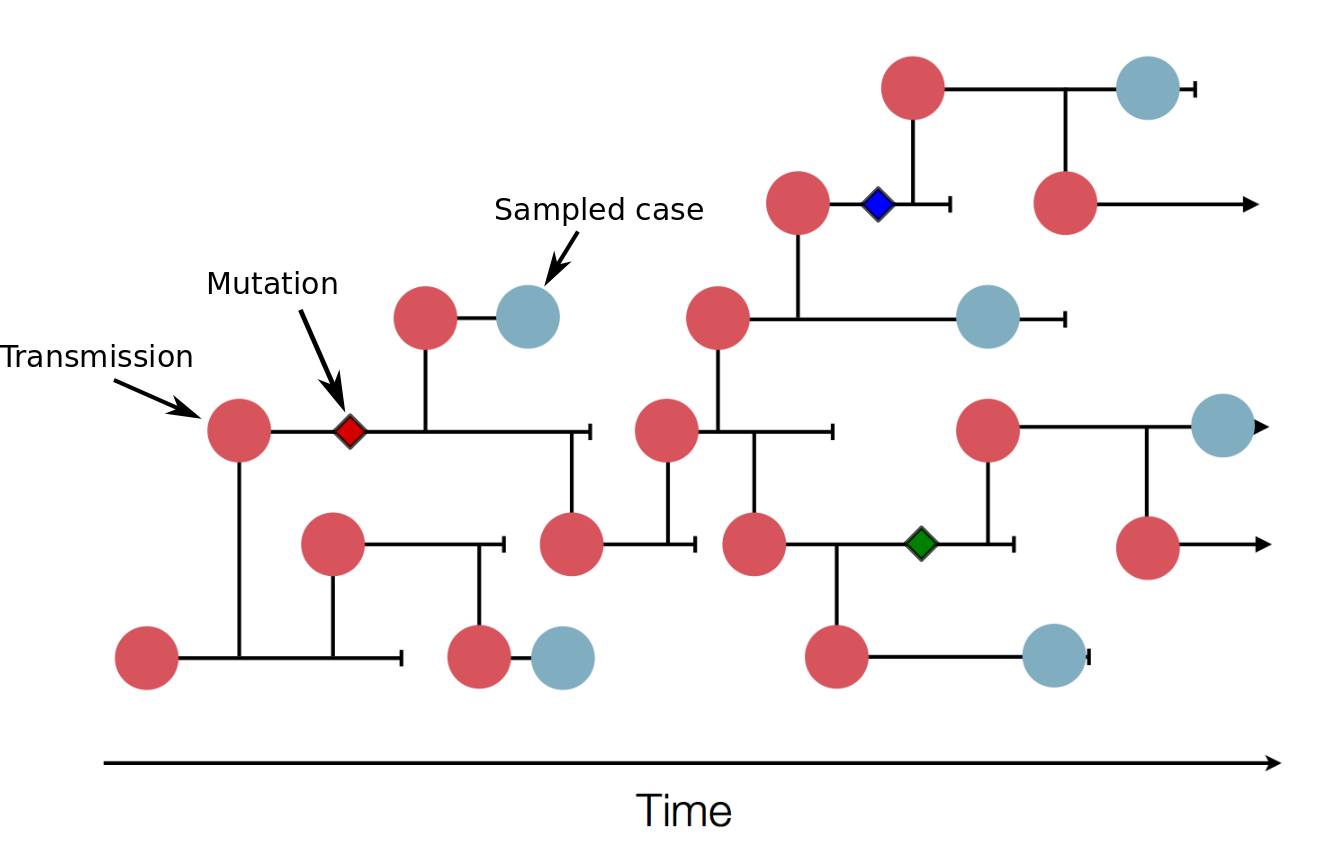 cartoon showing how transmission tree and phylogenetic tree relate