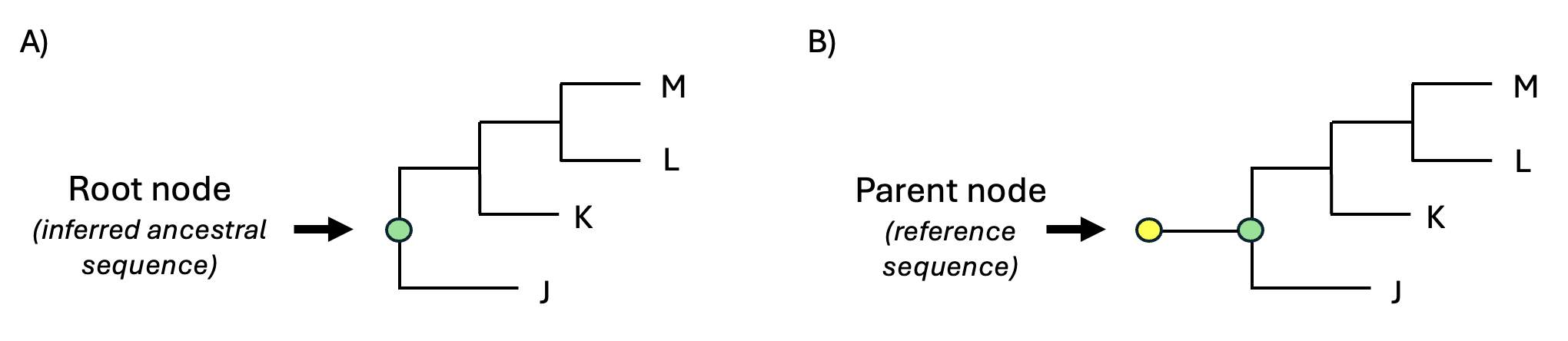 Phylogenetic trees illustrating root node and parent node